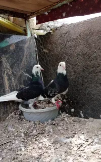 کبوتر شازده سیاه