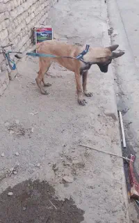 سگ مالینیوز 3ماهه