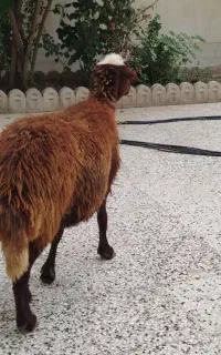 یک راس گوسفندجوان ۳ماه آبستن سونوگرافی شده