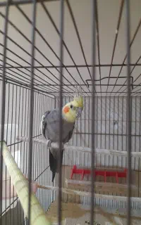 عروس هلندی نر مست آماده ی جفت کردن