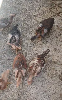۶تا جوجه لاری اصل اصل افغان