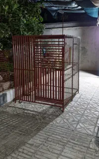 قفس مرغ و کبوتر