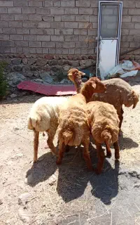 تقلی ماده دامازدخ
