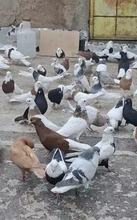 کبوتر