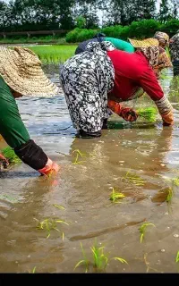 دنبال کار هستم شالی، تیشه هندوانه، تیم کنی
