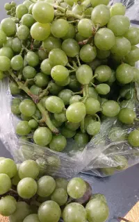 فروش غوره تازه و درجه یک