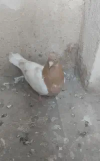 کله زرد ماده