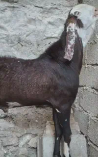 پازن دورگ پنجاب پاکستانی برای گله