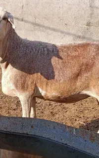 بره برشن خارجی