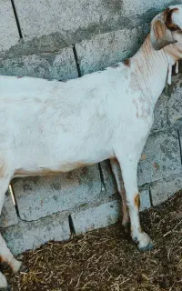 کهر تخمه جمولی اوس 3ماه نیم