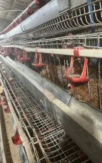 قفس منبری تخمگذار