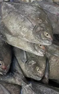 خرید نقدی  ماهی