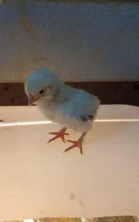 جوجه
