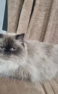 گربه.  هیمالیان