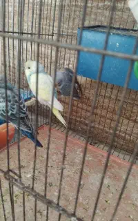 مرغ عشق مولد وسه جوجه
