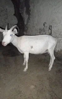 شیری