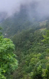 باغبانی ودرخت کاری