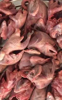گوشت کفتر تازه و ارگانیک