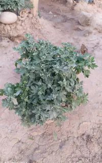 داوودی درجه یک