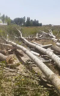 خرید چوب و درخت به قیمت روز