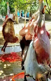 بز  و بی  کشتاری