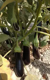 بادمجان درجه یک فقط کیلویی 30 هزار همه جا میگن 60
