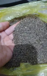 زیره کوهی اصل