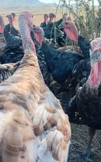 بوقلمون طبیعی ۹۰عدد