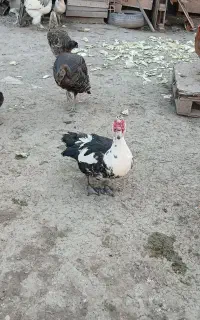 تعدادی اردک نر ماده