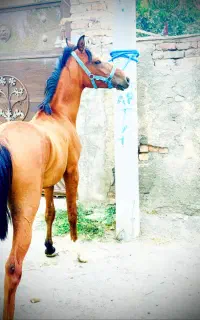 اسب نریان شجره دار