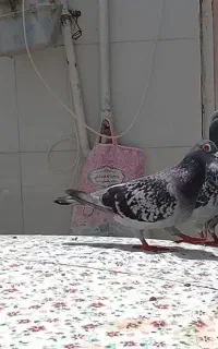 اسباب ... جوجه کبوتر، کبوتر