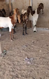 6 راس بز ماده درجه یک همه چاق و آبستن