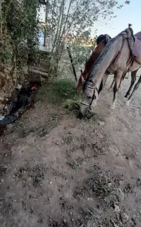 اسب مادیان