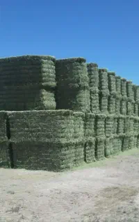 یونجه