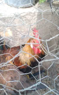 خروس
