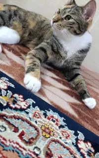 گربه
