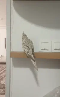 گمشده