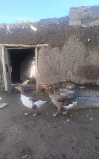 غاز نر