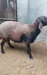 شیشک قوچ هترو