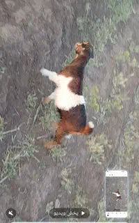 سلام دوستان این بزهاگم شده