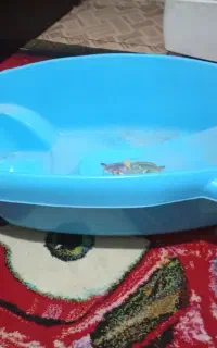 وان حموم بچه سالم نو نو تمیز وسالم استفاده نشده