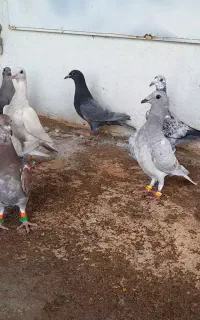 جوجه کبوتر پلاکی رنگ روشن