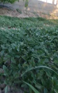 فروش شتیل گوجه اصلاح شده