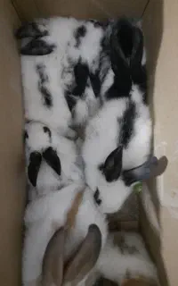 بچه خرگوش