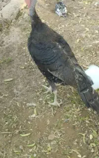 بوقلمون ماده دوساله