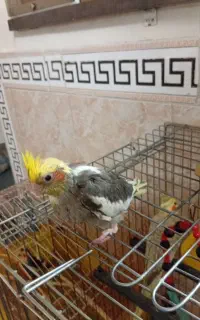 عروس هلندی ی ساعت پیش گم شده