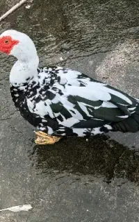 اردک اسرائیلی نر بزرگ