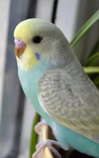 آگهی رو بخونید خرید و فروش پرنده