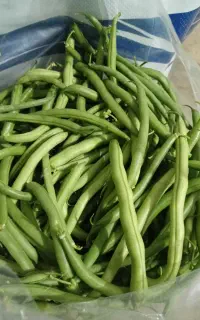 لوبیا سبز