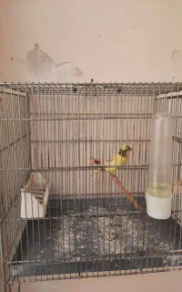 قناری ماده جفتی سهره